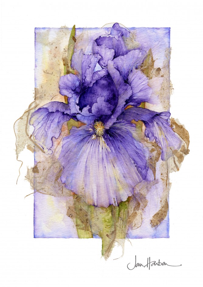Botanical Illustration by Jan Harbon