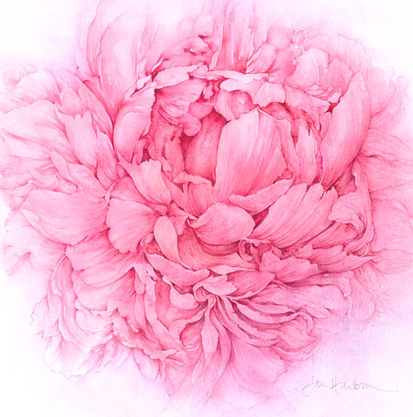 Botanical Illustration by Jan Harbon