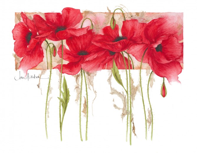 Botanical Illustration by Jan Harbon