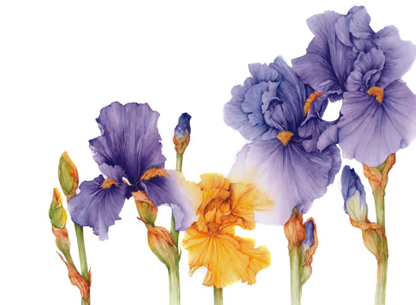 Botanical Illustration by Jan Harbon