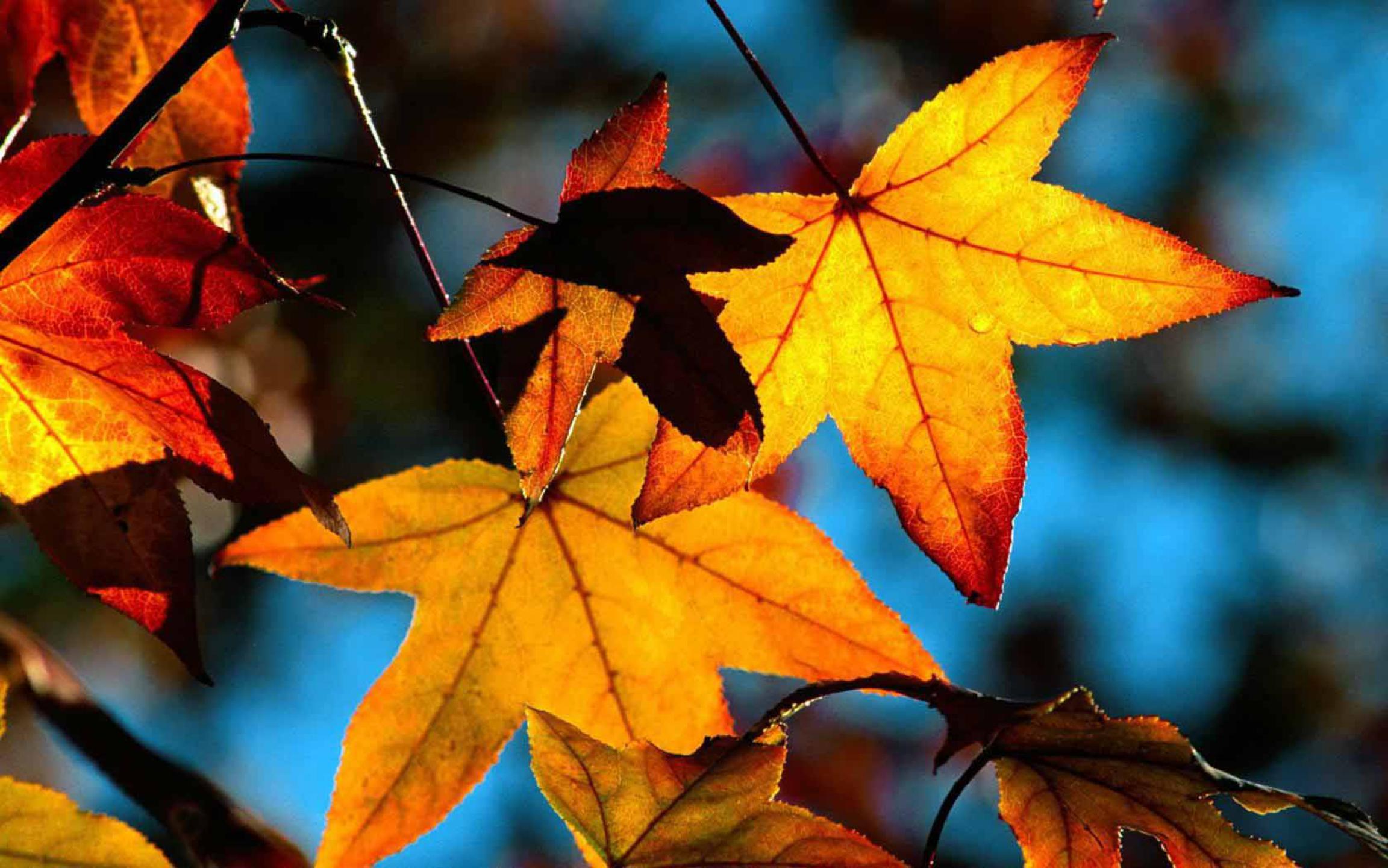 autumn wallpapers bon expose