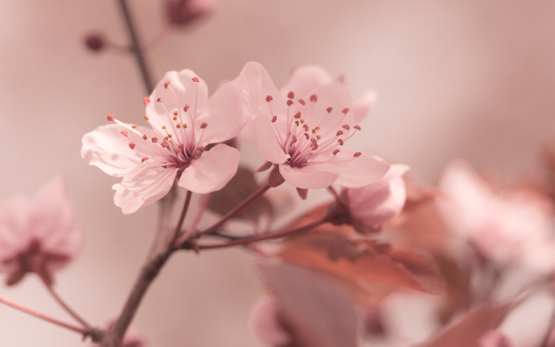 Spring - Wallpaper Collection by Bon Expose