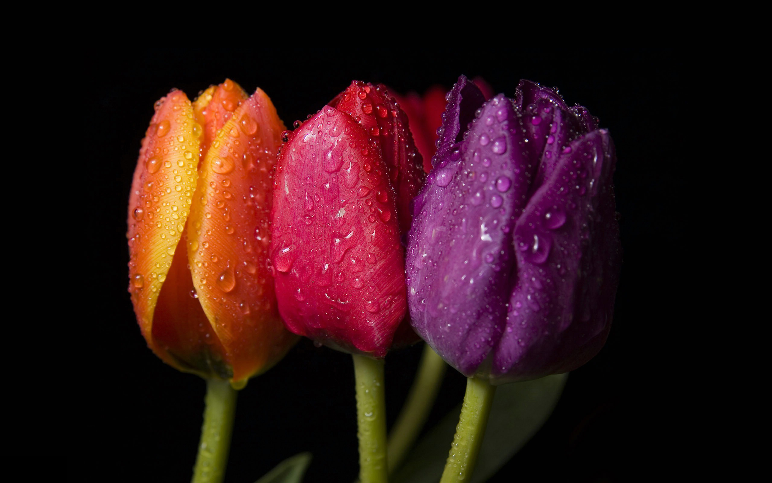 Spring - Wallpaper Collection by Bon Expose