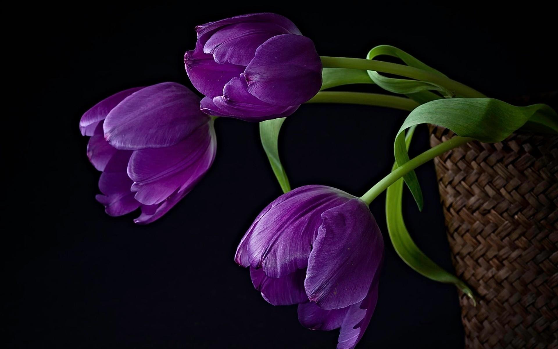 Spring - Wallpaper Collection by Bon Expose