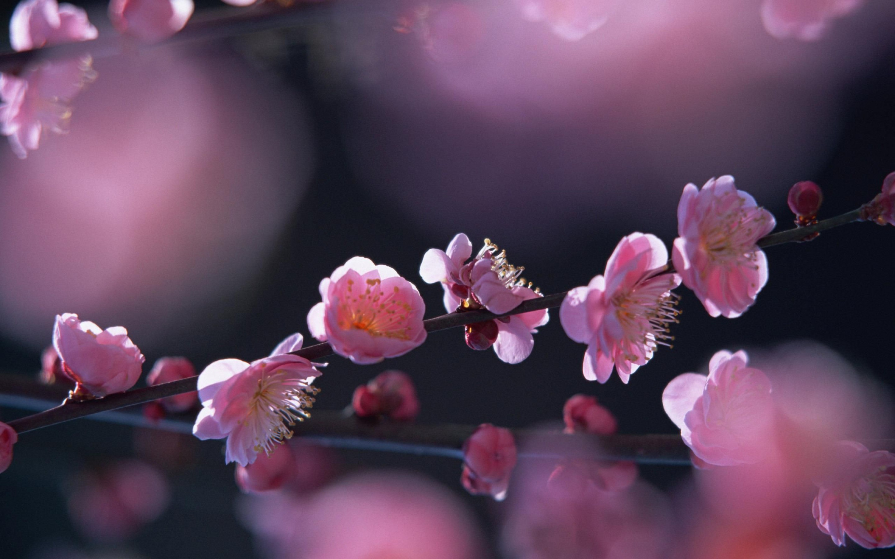 Spring - Wallpaper Collection by Bon Expose