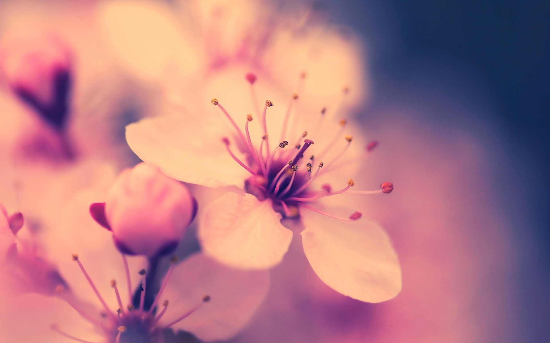 Spring - Wallpaper Collection by Bon Expose