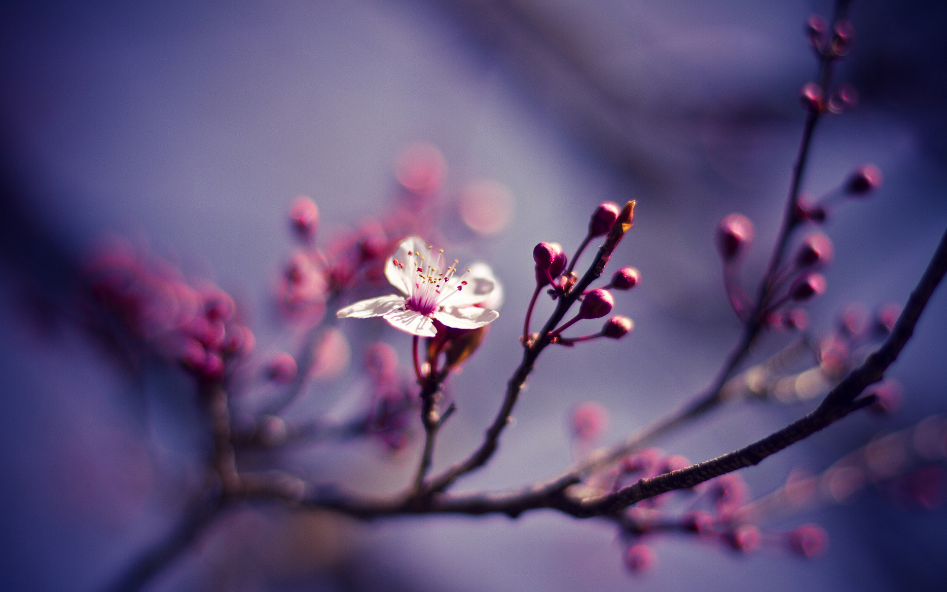 Spring - Wallpaper Collection by Bon Expose