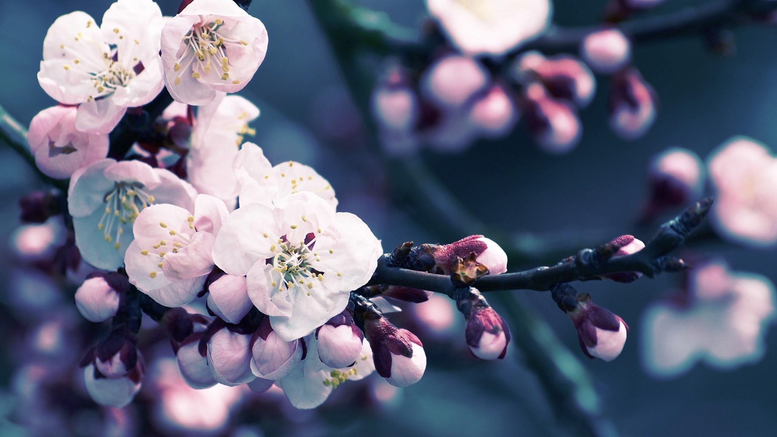 Spring - Wallpaper Collection by Bon Expose