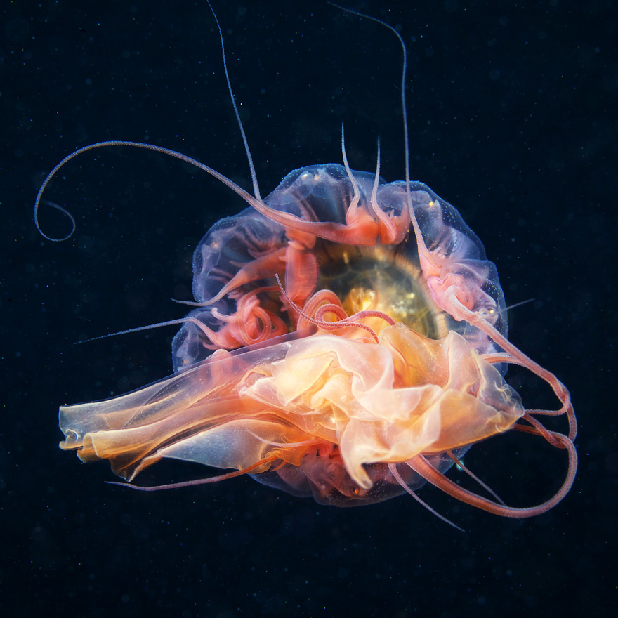 Conceptual Photography by Alexander Semenov