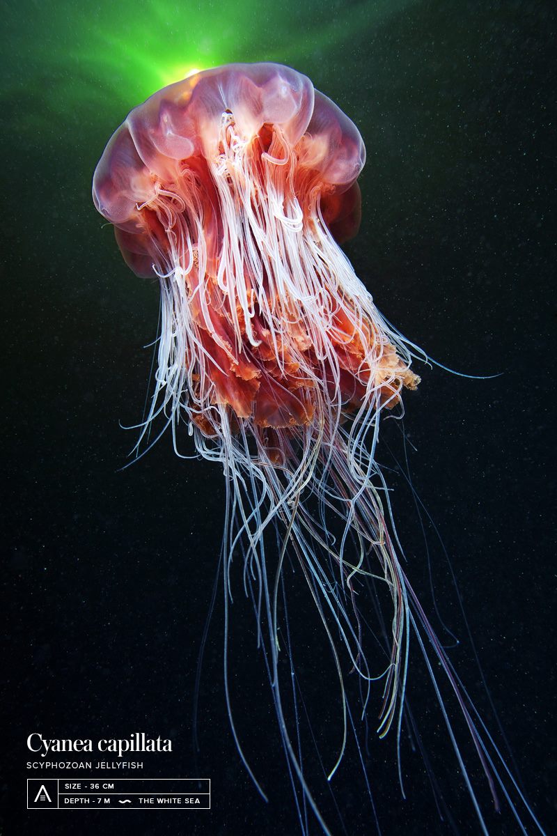 Conceptual Photography by Alexander Semenov