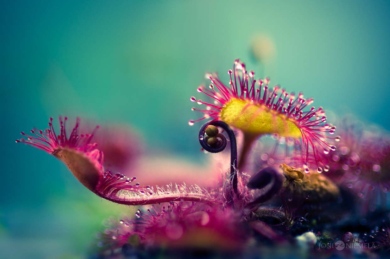 Macro Photography by Joni Niemela