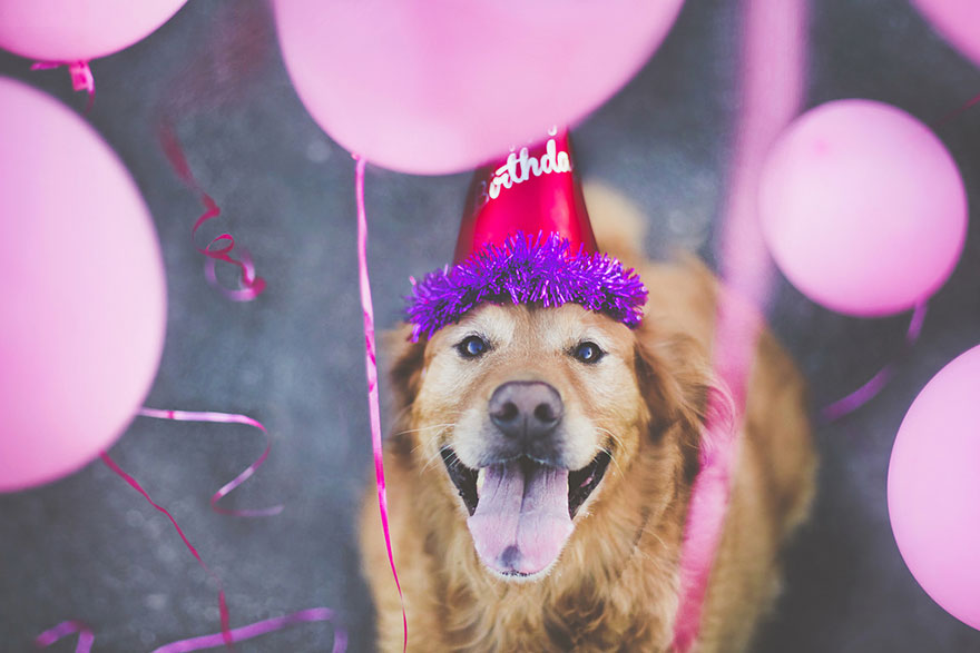 Chuppy The Golden Retriever by Jessica Trinh