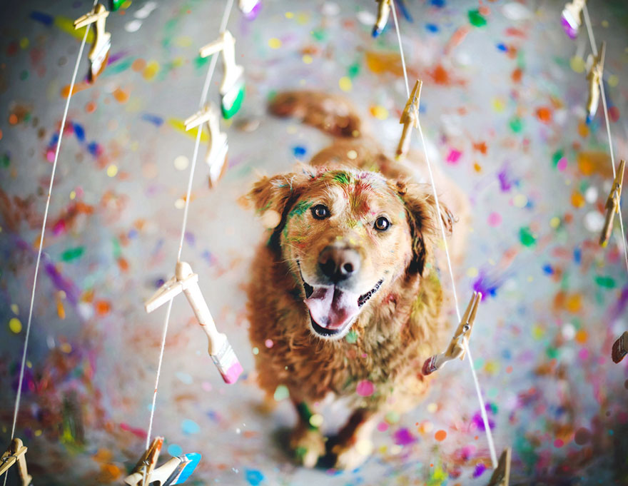 Chuppy The Golden Retriever by Jessica Trinh