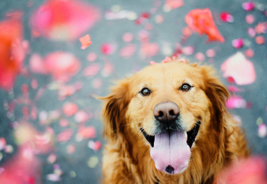 Chuppy The Golden Retriever by Jessica Trinh