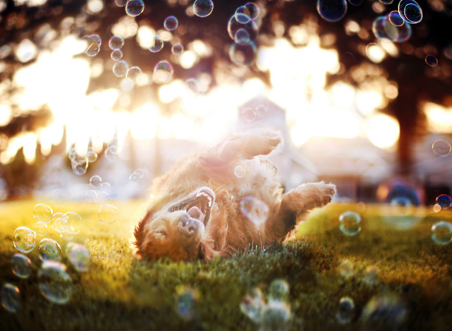 Chuppy The Golden Retriever by Jessica Trinh