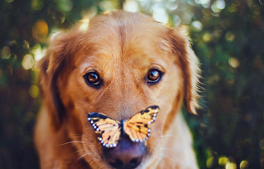 Chuppy The Golden Retriever by Jessica Trinh