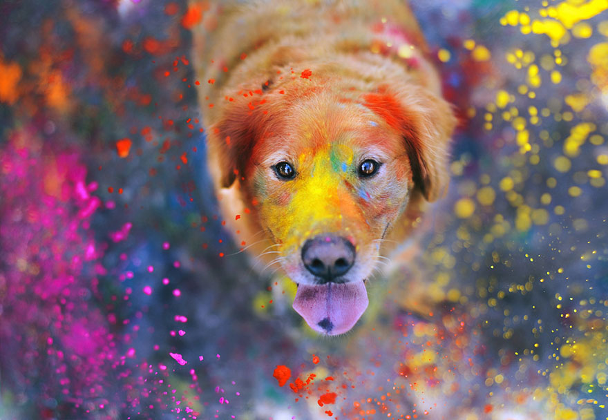 Chuppy The Golden Retriever by Jessica Trinh