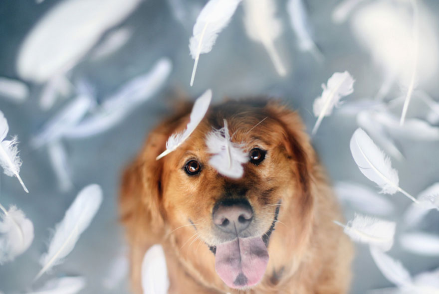 Chuppy The Golden Retriever by Jessica Trinh