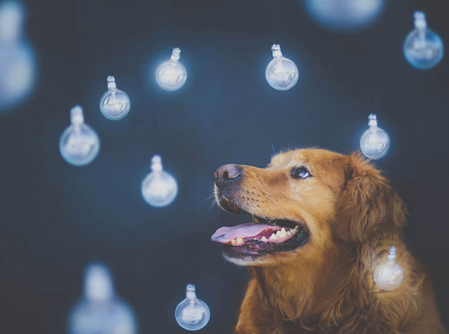 Chuppy The Golden Retriever by Jessica Trinh