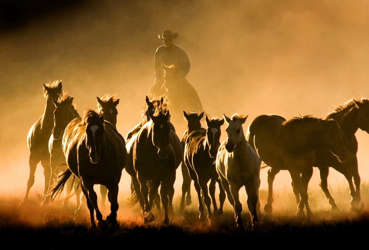 Horses we love by Lourie Zipf