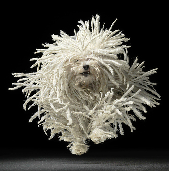 Dog Gods by Tim Flach