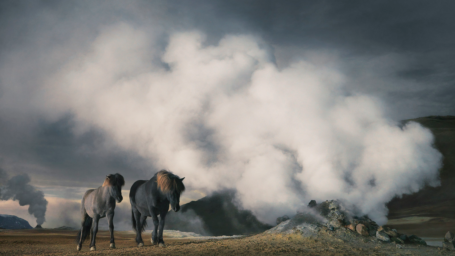 Equus by Tim Flach