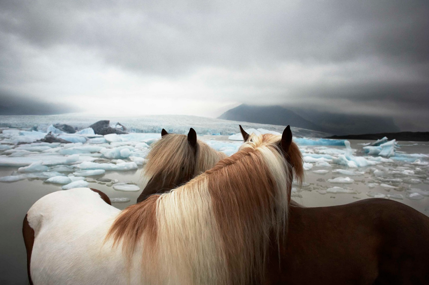 Equus by Tim Flach