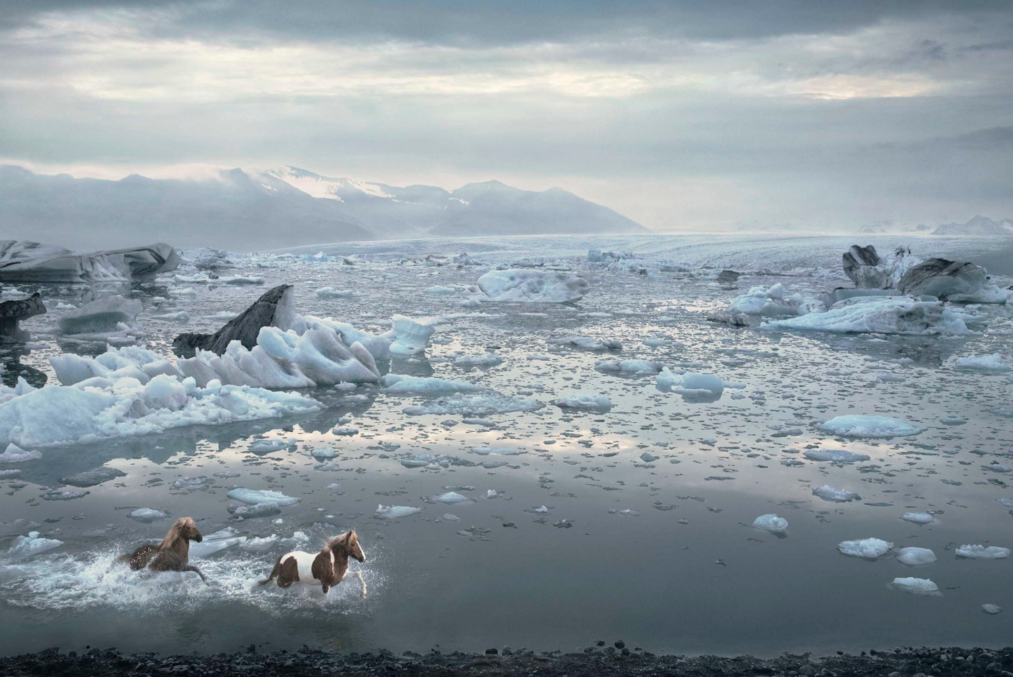 Equus by Tim Flach