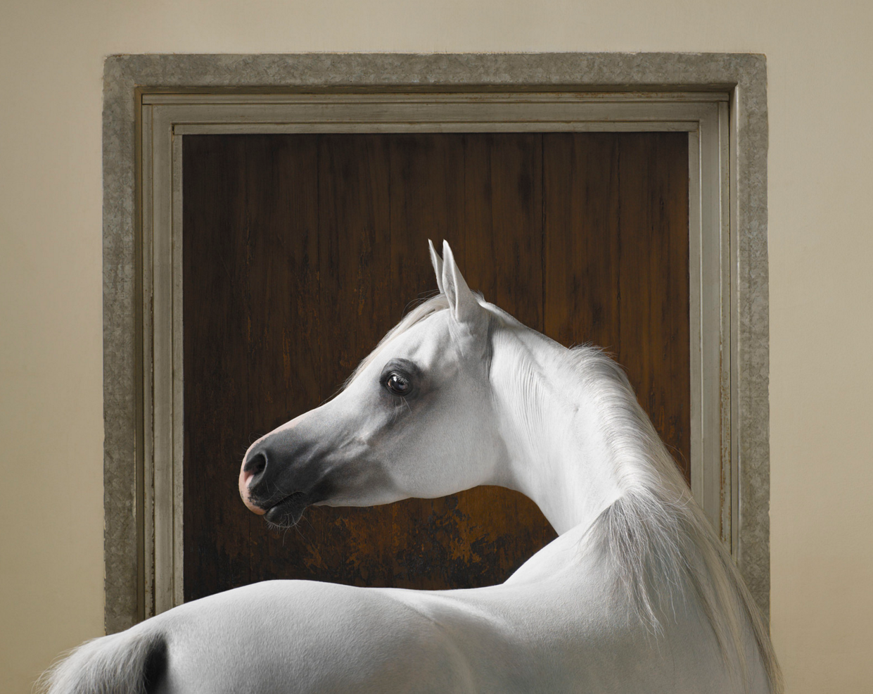 Equus by Tim Flach