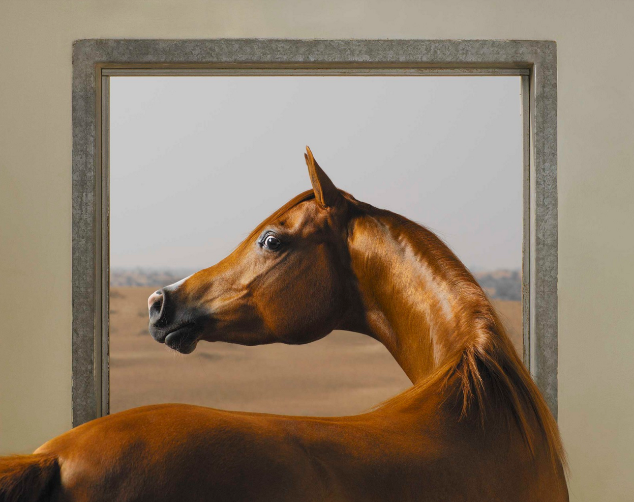 Equus by Tim Flach