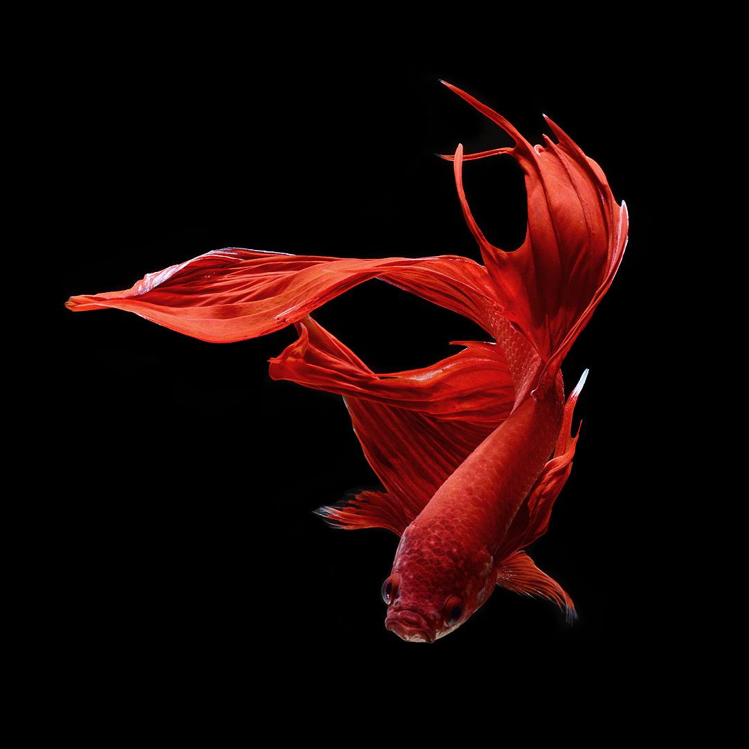 Wildlife Photography by Visarute Angkatavanich
