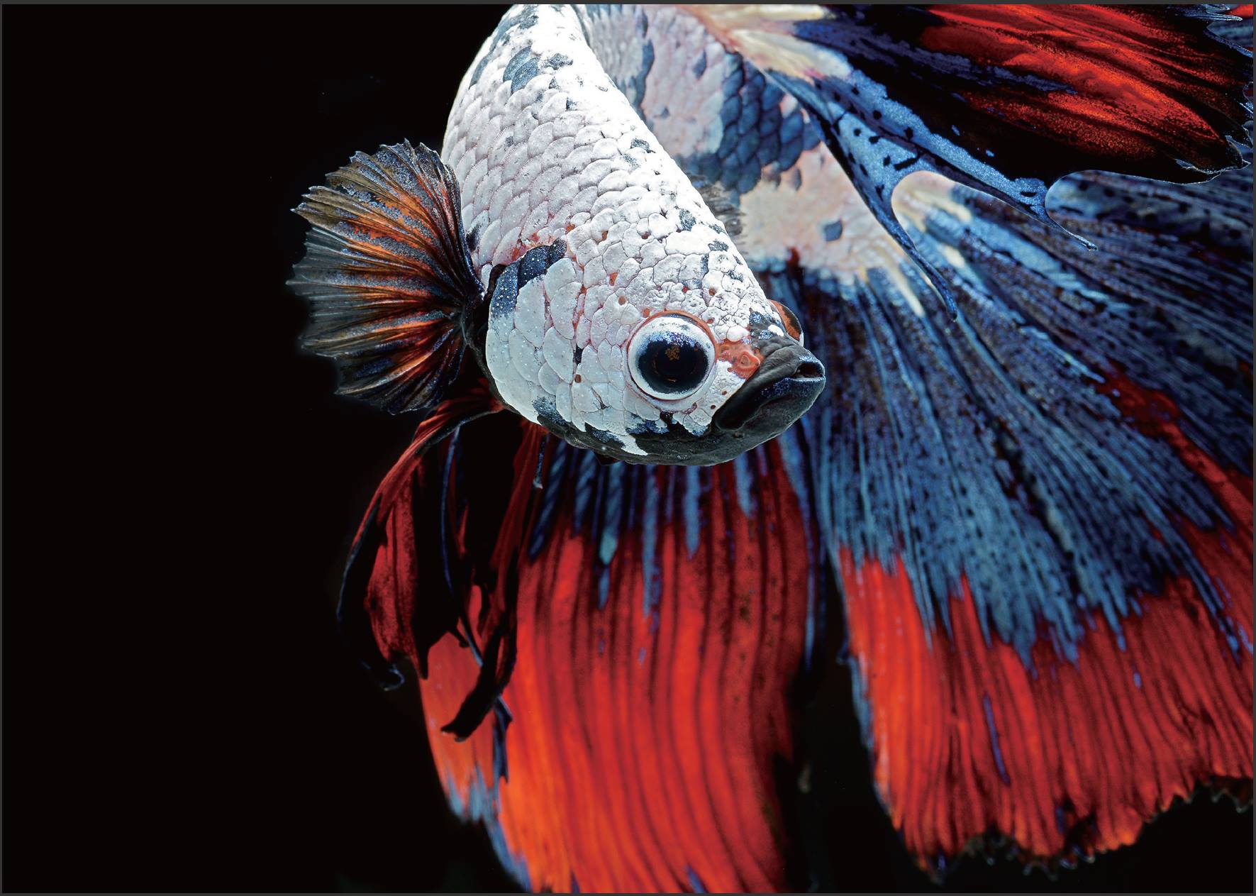 Wildlife Photography by Visarute Angkatavanich