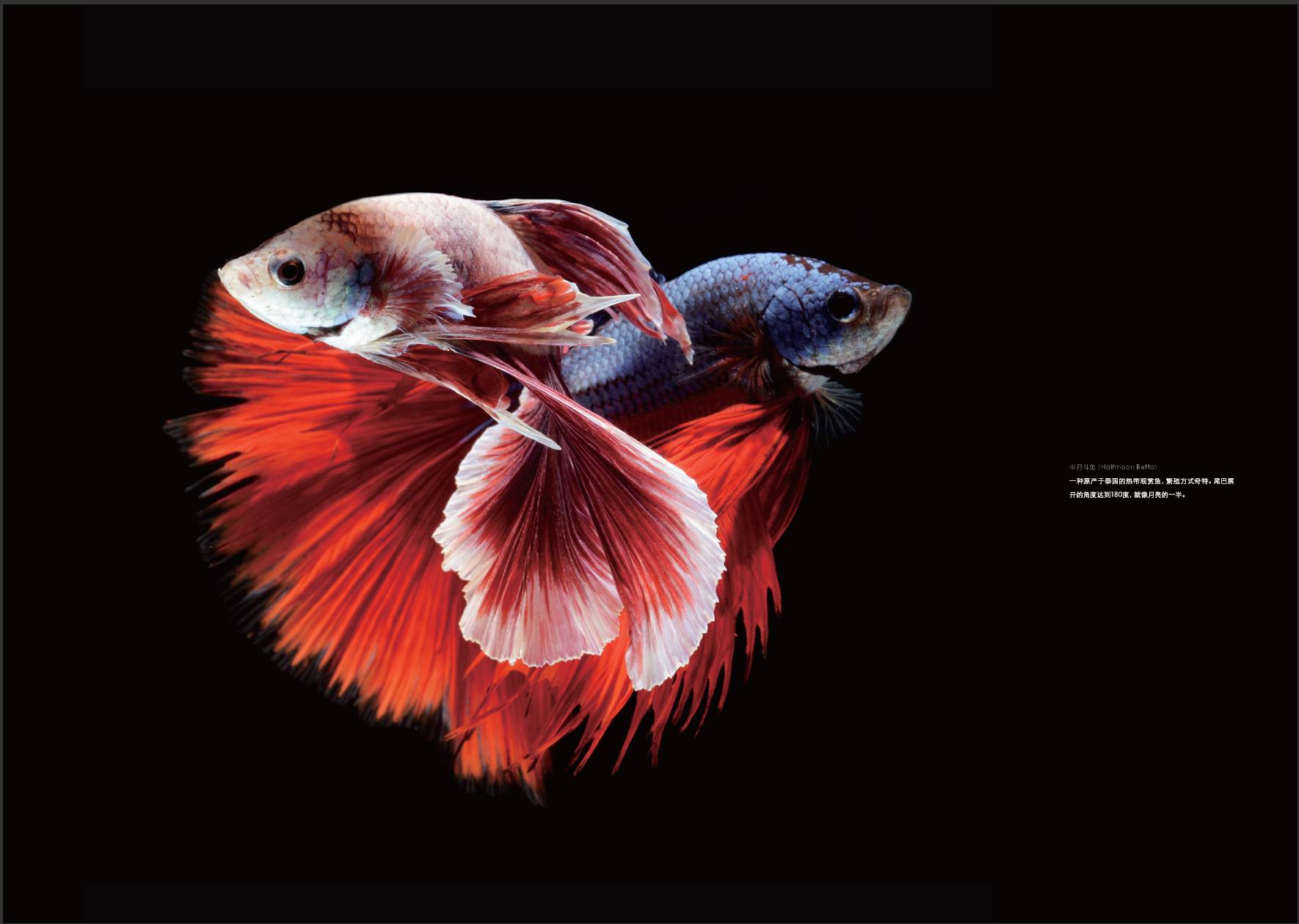 Wildlife Photography by Visarute Angkatavanich