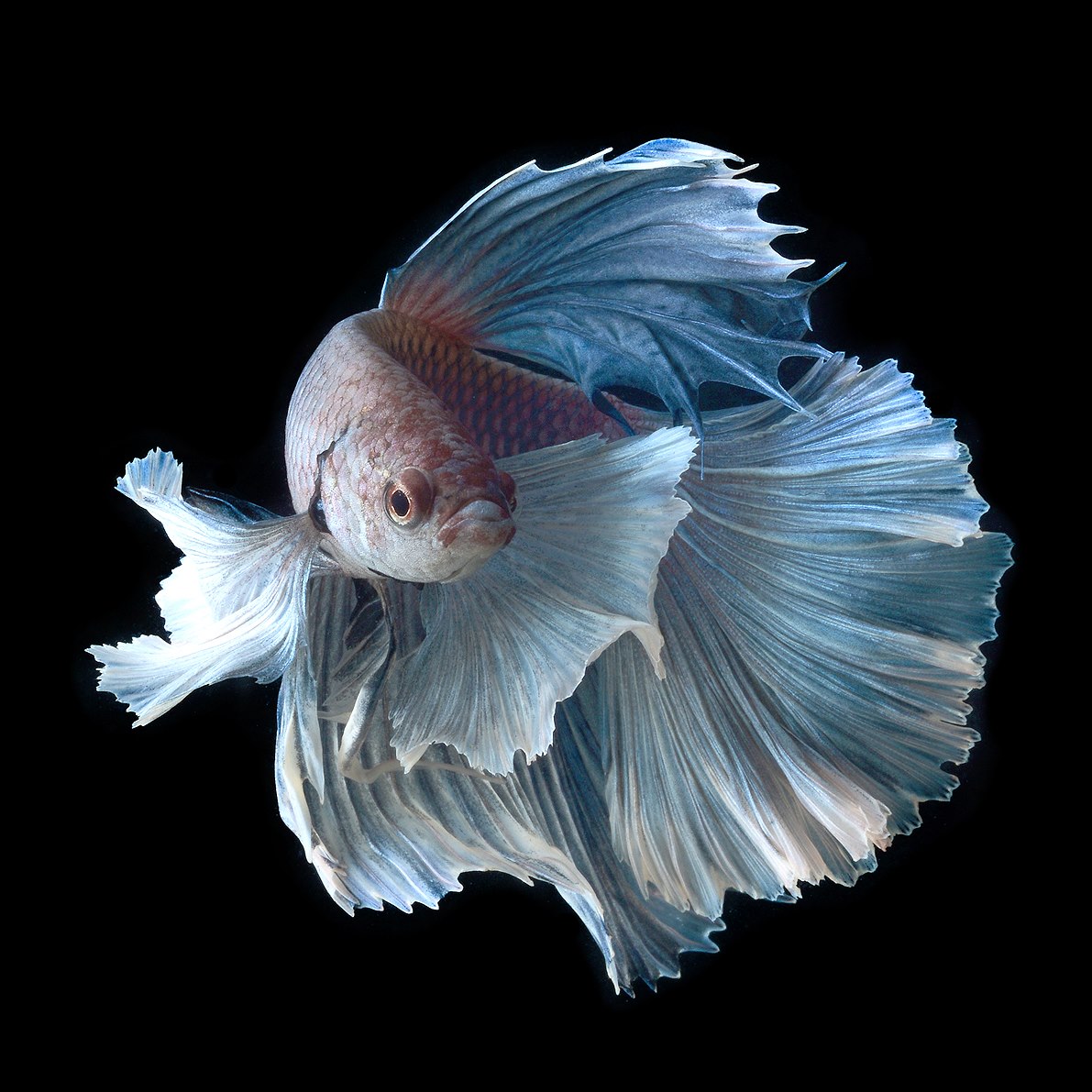 Wildlife Photography by Visarute Angkatavanich