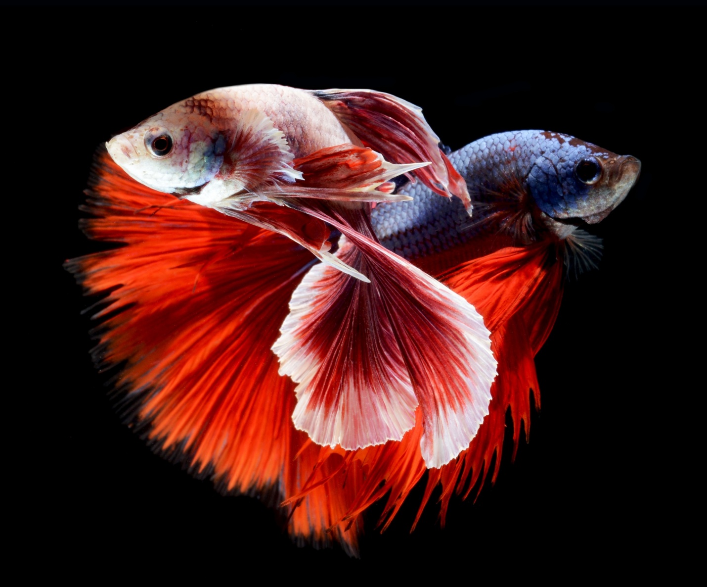 Wildlife Photography by Visarute Angkatavanich