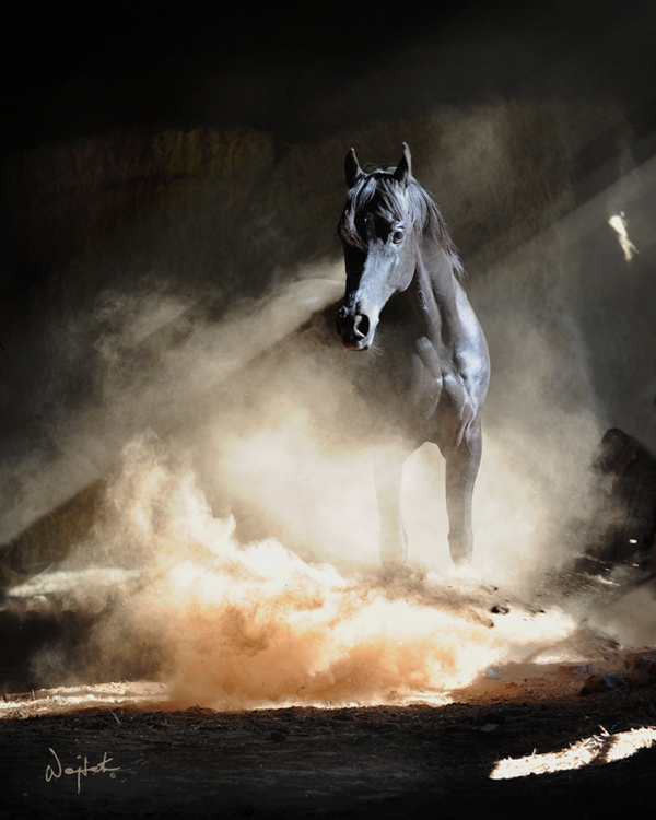 Wildlife Photography by Wojtek Kwiatkowski